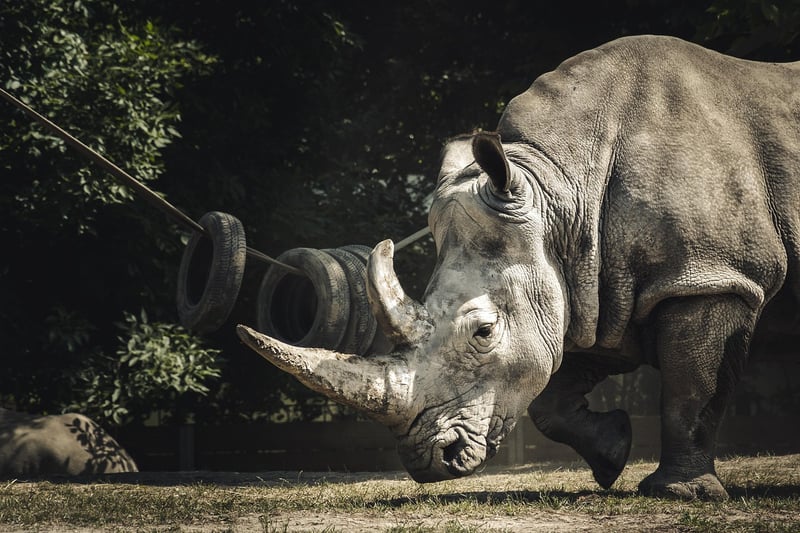 Wildlife Conservation